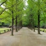 Nami Island, Petite France, and Gangchon Rail Bike Day Tour from Seoul