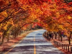 Naejangsan National Park Autumn Foliage Tour from Seoul