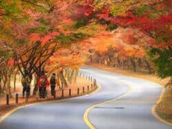 Naejangsan Autumn Foliage Day Tour from Seoul