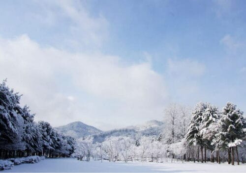 Nami Island + Garden of Morning Calm / Petite France 1 Day Tour