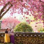 Cherry Blossom Tours from Busan