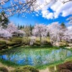 Gyeongju Cherry Blossom 1 Day Tour from Busan