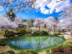 Gyeongju Cherry Blossom 1 Day Tour from Busan