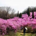 Incheon Cherry Blossom Festival Tours