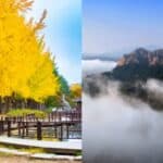 Nami Island & Mt. Seorak Day Trips from Seoul