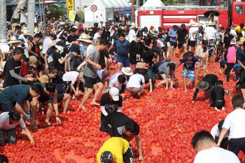 Hwacheon Tomato Festival