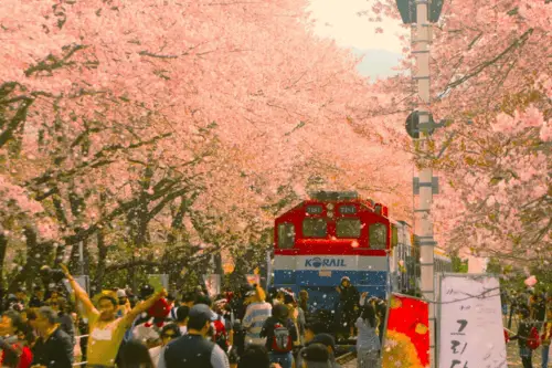 Jinhae Cherry Blossom Day trip from Busan - A Spring Adventure!